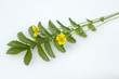 Gaensefingerkraut; Potentilla anserina