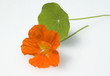Kapuzinerkresse; Tropaeolum majus
