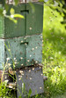Bienen
