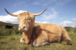 Vache écossaise
