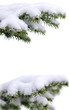 Photo: Christmas winter snowy background with spruce branch Christmas winter snowy background with spruce branch