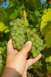 Foto: Qualitätskontrolle am Weinstock Qualitätskontrolle am Weinstock