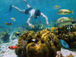 Snorkeler looking a starfish in a coral reef
