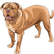 vector  dog breed French Mastiff