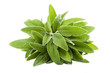 bunch of sage