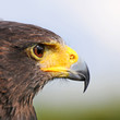 Amerikanischer Bussard
