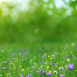 summer background