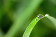 Photo: A drop of dew on a blade of grass A drop of dew on a blade of grass