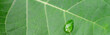 A drop of dew on a leaf