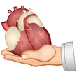 Organspende