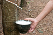 Milk of rubber tree flows into a wooden bowl