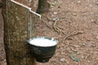 Milk of rubber tree flows into a wooden bowl