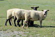 Moutons de prés salés dans la baie de Somme