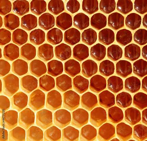 Photo: honeycomb background honeycomb background