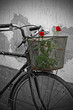 Red roses in basket of old rusty bicycle
