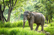 Mature bull elephant with long tusks stands in forest