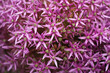 Riesen-Lauch (Allium giganteum) I