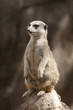 meerkat
