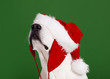 Photo: Christmas Dog Christmas Dog