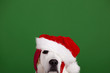 Photo: Christmas Dog Christmas Dog
