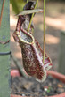 Pitcher Plants