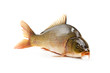 Carp has tasty dietary meat