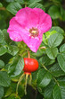 Hagebutte - Rose Hip