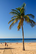Palme am Strand