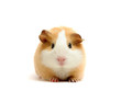 Guinea Pig