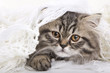 Lovely persian kitten lying on white shawl