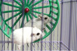 hamster running in the wheel