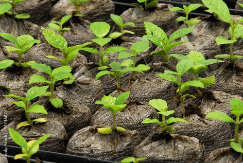 Photo: Teak plants Teak plants