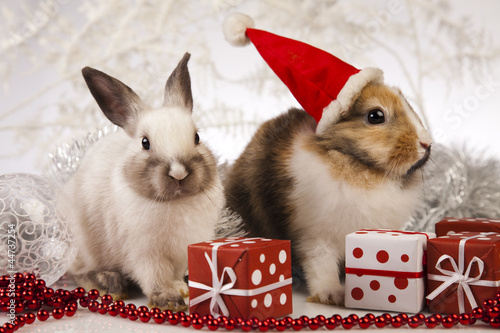 Photo: Rabbit, bunny Christmas Rabbit, bunny Christmas