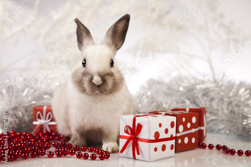 Photo: Bunny with Christmas Bunny with Christmas