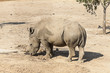 rhinoceros