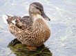 Young Mallard Duck  - standing in water weeds along lake shore