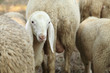 lambin herd of sheep