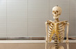 Human skeleton and skull