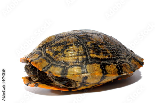 Photo: Western Chicken Turtle Western Chicken Turtle