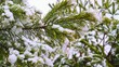 pine branch in snow