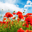 poppies field