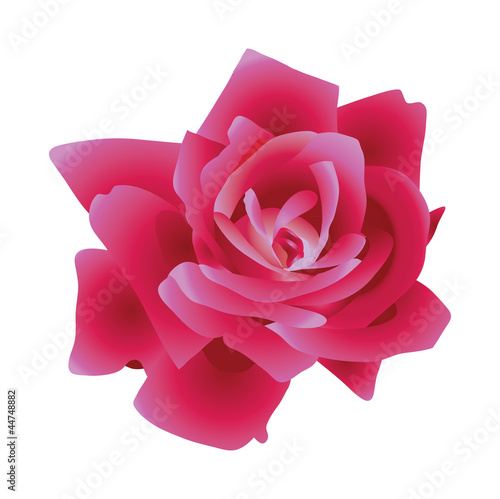 Vector: Red beautiful rose. Vector illustration. Red beautiful rose. Vector illustration.