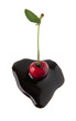 Foto: chocolate cherry chocolate cherry