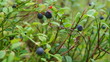 Video: Bush of a ripe bilberry in the summer close up Bush of a ripe bilberry in the summer close up