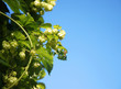 Hopfen Pflanze