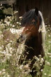 Foto: Pinto in wilden Blüten Pinto in wilden Blüten