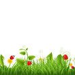 Grass Border With Ladybug And Leaf