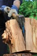 Axt spaltet Holz