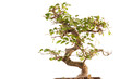 bonsai tree
