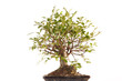 bonsai tree